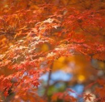 現人神社では10月19日(日)におくんち(秋祭)が行われます。流鏑馬や奉納相撲など見物客で賑わいます。