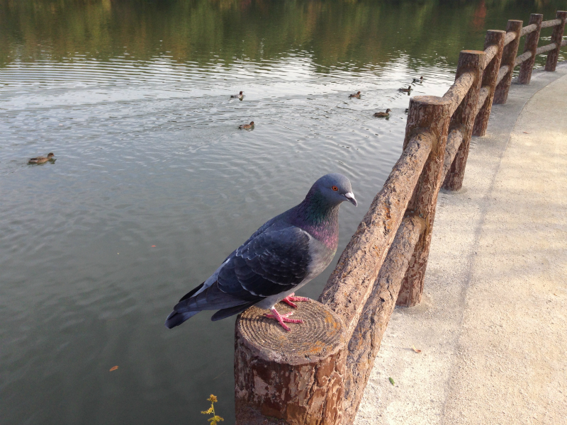 白水大池公園の鳩