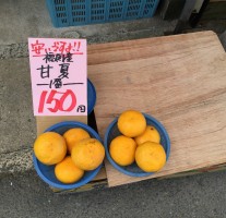 甘夏4個で150円!? 筑紫郡那珂川町の富安青果店が激安でした。